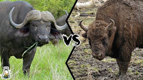CAPE BUFFALO VS AMERICAN BISON .